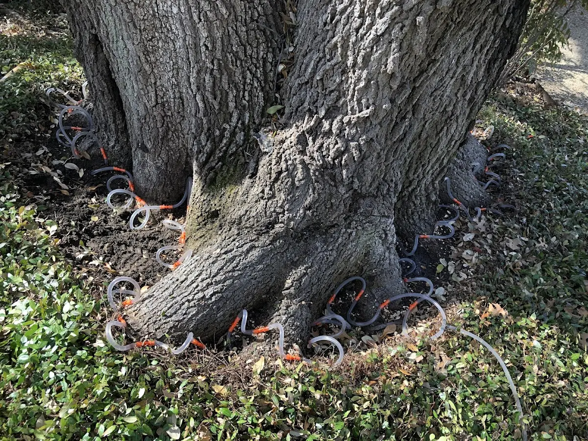 Detailed Tree Cabling and Bracing job site in Cassadaga